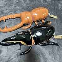 ✨リアル カブトムシ クワガタ 等色々 11頭✨ ✨リアル カブトムシ クワガタ 等色々 11頭✨